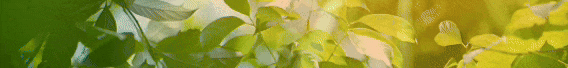 2.gif