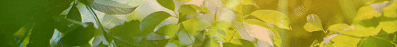 4.gif