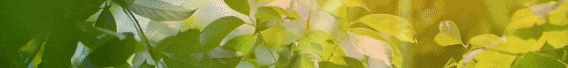 5.gif